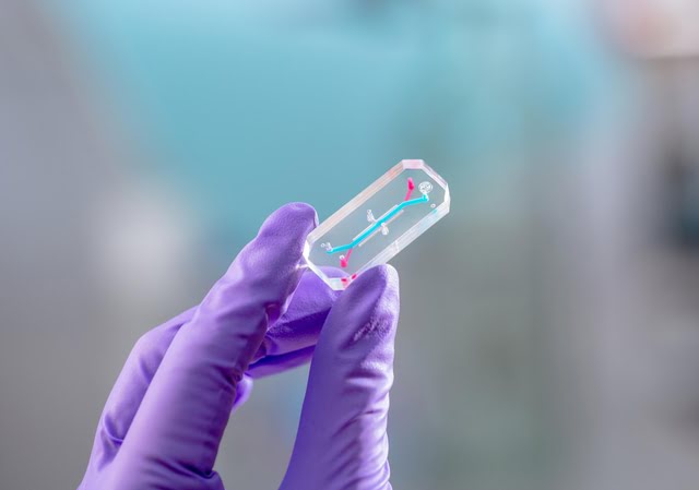 AVATAR organ chip held by gloved hand